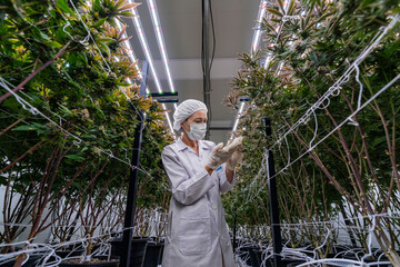 A researcher in a controlled environment inspects cannabis plants for quality assurance and growth...