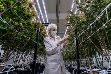 A researcher in a controlled environment inspects cannabis plants for quality assurance and growth...