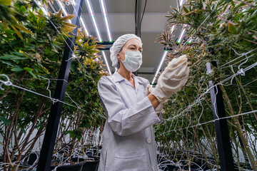 A researcher in a controlled environment inspects cannabis plants for quality assurance and growth...