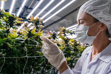 A researcher inspects cannabis plants in a high tech indoor facility, using digital technology for data analysis. Advancements in medical cannabis are shaping the future of sustainable cultivation.