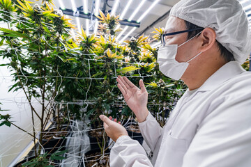 A researcher inspects cannabis plants in a high tech indoor facility, using digital technology for...
