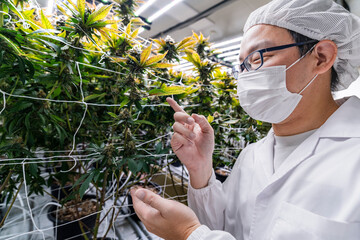 A researcher inspects cannabis plants in a high tech indoor facility, using digital technology for data analysis. Advancements in medical cannabis are shaping the future of sustainable cultivation.