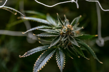 Close up of a cannabis indoor cultivation facility with LED grow lights. The plants are supported by trellis netting for optimal growth. Modern agriculture and sustainable farming techniques.