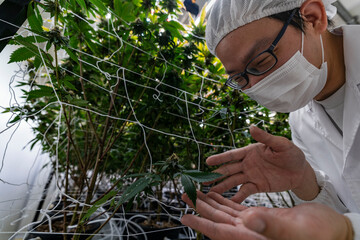 A researcher inspects cannabis plants in a high tech indoor facility, using digital technology for data analysis. Advancements in medical cannabis are shaping the future of sustainable cultivation.