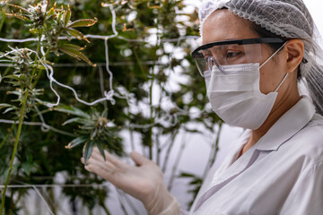 A researcher inspects cannabis plants in a high tech indoor facility, using digital technology for...