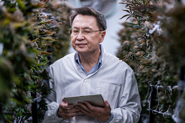 A researcher inspects cannabis plants in a high tech indoor facility, using digital technology for data analysis. Advancements in medical cannabis are shaping the future of sustainable cultivation.
