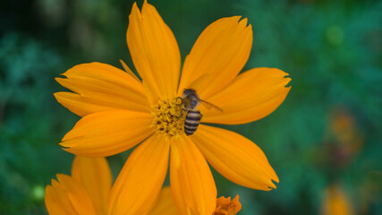 A bee on a sulfur cosmos flower. Taken from Las Pinas, NCR, Philippines.