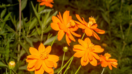 A photograph of sulfur cosmos flower. Taken from Las Pinas, NCR, Philippines.