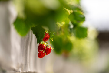 agricultural researcher analyzes strawberry plants in a high-tech greenhouse. Sustainable farming and biotechnology solutions for improving crop yield, food safety, and environmental impact.