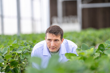 scientist inspects fresh strawberries in a modern greenhouse, ensuring quality and sustainability....