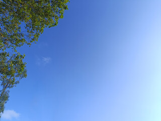 Fototapeta premium Tree with lush green leaves against a bright blue sky. Low angle photo.