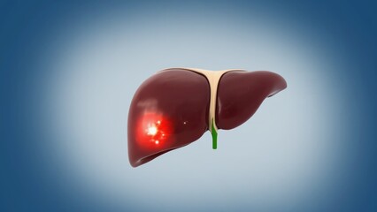 Detailed 3D Illustration of Human Liver with Highlights for Medical and Educational Purposes