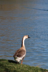 goose near water © Amy Z Rodriguez
