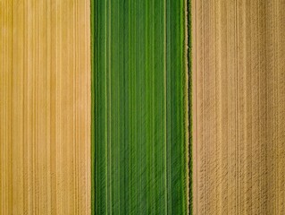 Aerial view of agricultural fields with a vibrant green crop strip sandwiched between two golden brown harvested or dry crop fields showing parallel lines and clear borders