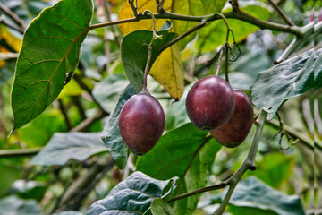 Tamarillo fruits hanging from lush green foliage, showcasing vibrant colors and textures, representing the unique agricultural diversity of tropical regions in Andes in Ecuador
