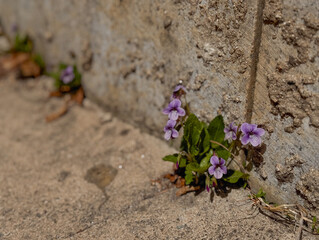 Old cement wall, cracks, spaces, weeds , violet, flowers, life, copy space