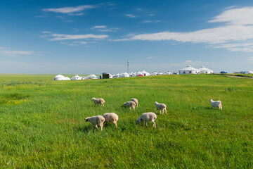 The landscape of sheep herds on the Horonor Grassland in Hulunbuir City, Inner Mongolia Autonomous Region, China