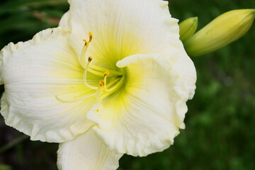 Fototapeta premium Pure Beauty: A White Daylily’s Tale