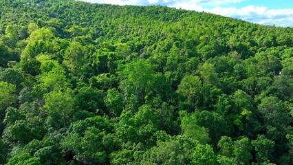 Drone aerial view of dense green forest canopy, showcasing how healthy forests play a vital role in...