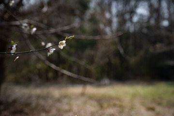 Plum blossom, beginning of spring, white flowers, flower bud close-up