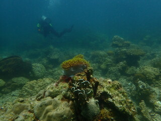 Coral found at coral reef area at beautiful Island in Malaysia
