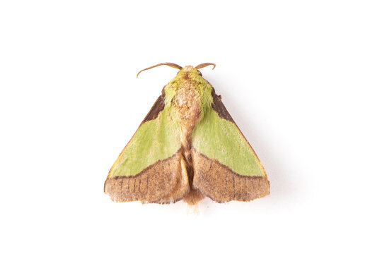parasa hilarata moth isolated on white background
