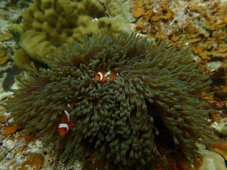 Sea anemonies and nemo fish found at coral reef area at beautiful Island in Malaysia