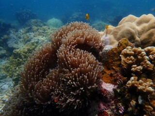 Coral found at coral reef area at beautiful Island in Malaysia