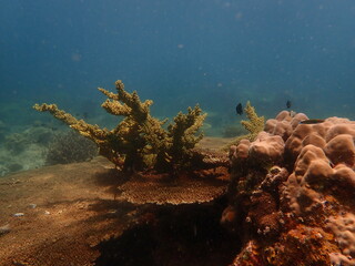 Coral found at coral reef area at beautiful Island in Malaysia