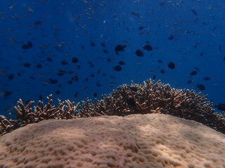 Coral found at coral reef area at beautiful Island in Malaysia