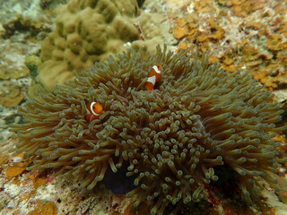 Sea anemonies and nemo fish found at coral reef area at beautiful Island in Malaysia