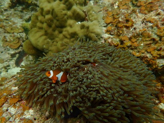 Sea anemonies and nemo fish found at coral reef area at beautiful Island in Malaysia