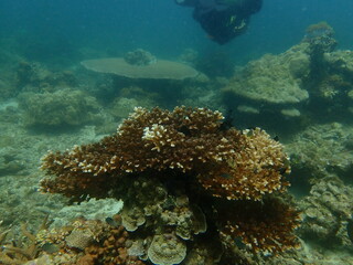 Coral found at coral reef area at beautiful Island in Malaysia