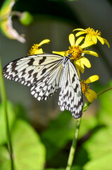 Paper Kite Butterfly Feeding on Yellow Wildflowers in Natural Light