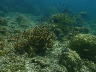 Coral found at coral reef area at beautiful Island in Malaysia