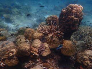 Coral found at coral reef area at beautiful Island in Malaysia