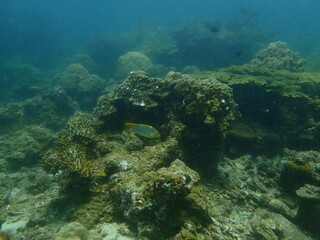 Coral found at coral reef area at beautiful Island in Malaysia