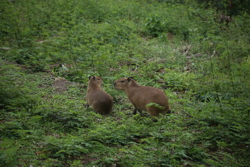 Two Capybrar Cubs