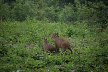 Two Capybara cubs