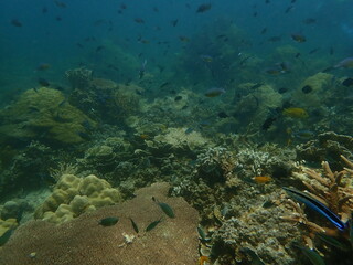 Fototapeta premium Coral found at coral reef area at beautiful Island in Malaysia
