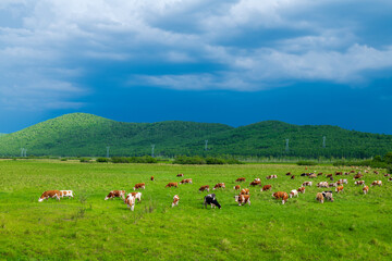 The herd of cattle on the vast grassland of Hulunbuir in Inner Mongolia Autonomous Region, China