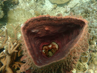 Coral found at coral reef area at beautiful Island in Malaysia