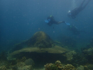 Coral found at coral reef area at beautiful Island in Malaysia