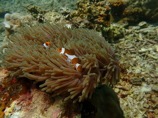 Coral found at coral reef area at beautiful Island in Malaysia