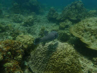 Coral found at coral reef area at beautiful Island in Malaysia