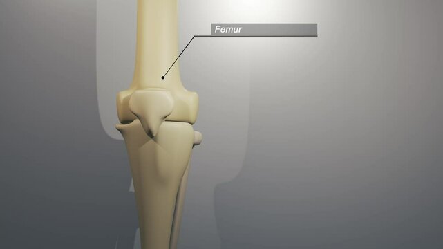 Cinematic Knee Animation - Femur Typography

No AI was used in the making of this clip. Clip rendered in Blender and After Effects.