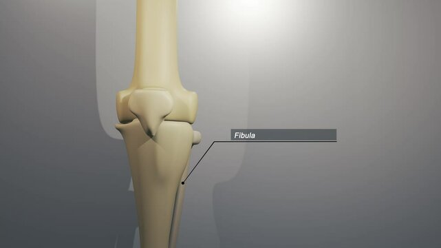 Cinematic Knee Animation - Fibula Typography

No AI was used in the making of this clip. Clip rendered in Blender and After Effects.