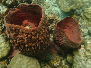 Coral found at coral reef area at beautiful Island in Malaysia