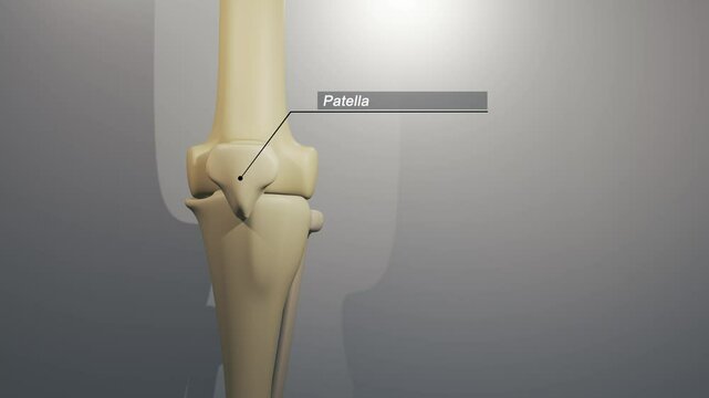 Cinematic Knee Animation - Patella Typography

No AI was used in the making of this clip. Clip rendered in Blender and After Effects.