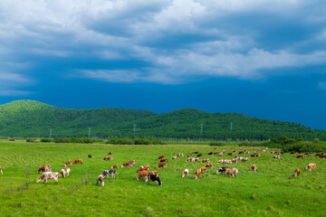 The herd of cattle on the vast grassland of Hulunbuir in Inner Mongolia Autonomous Region, China